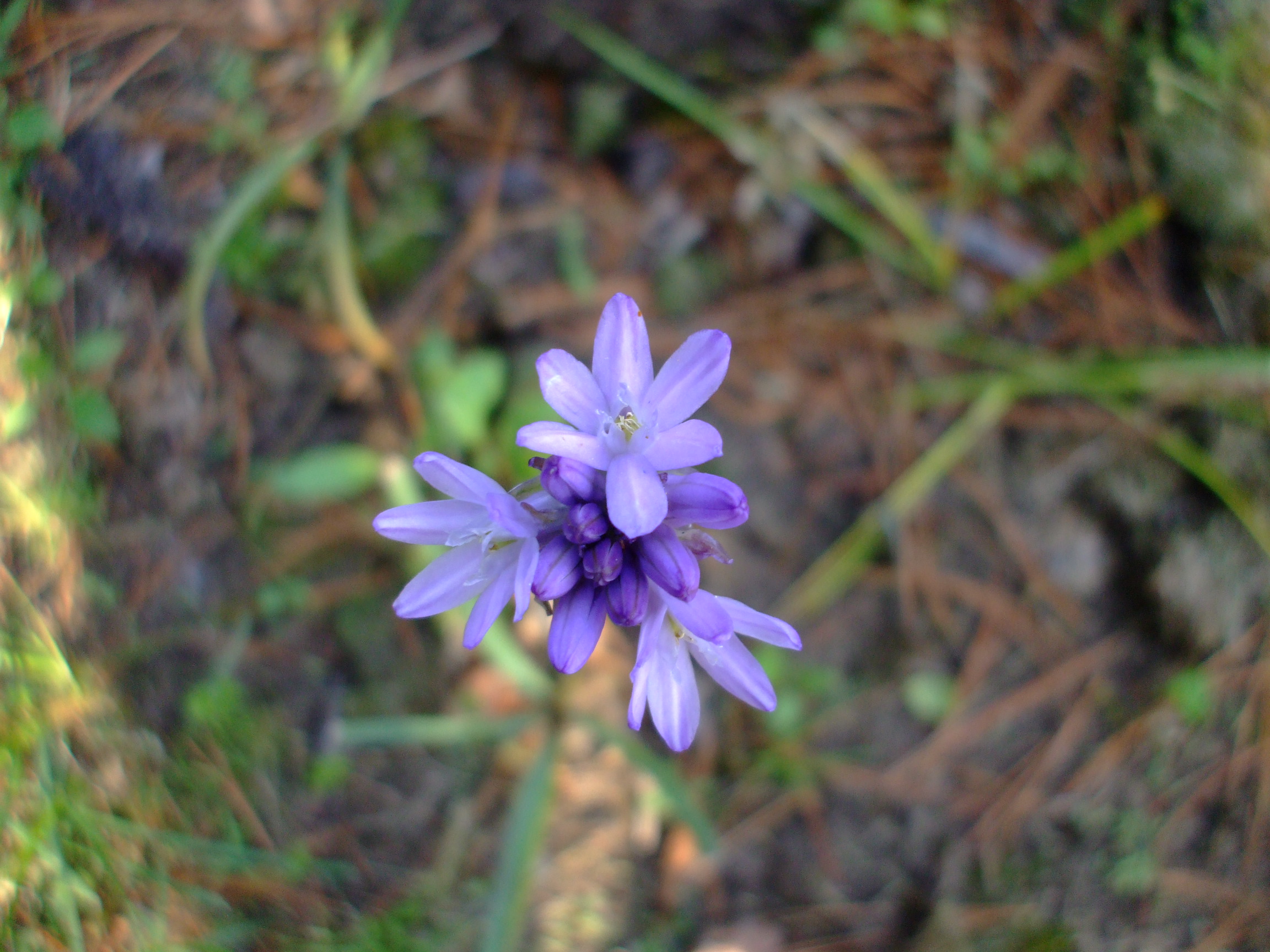 Dichelostemma congestum